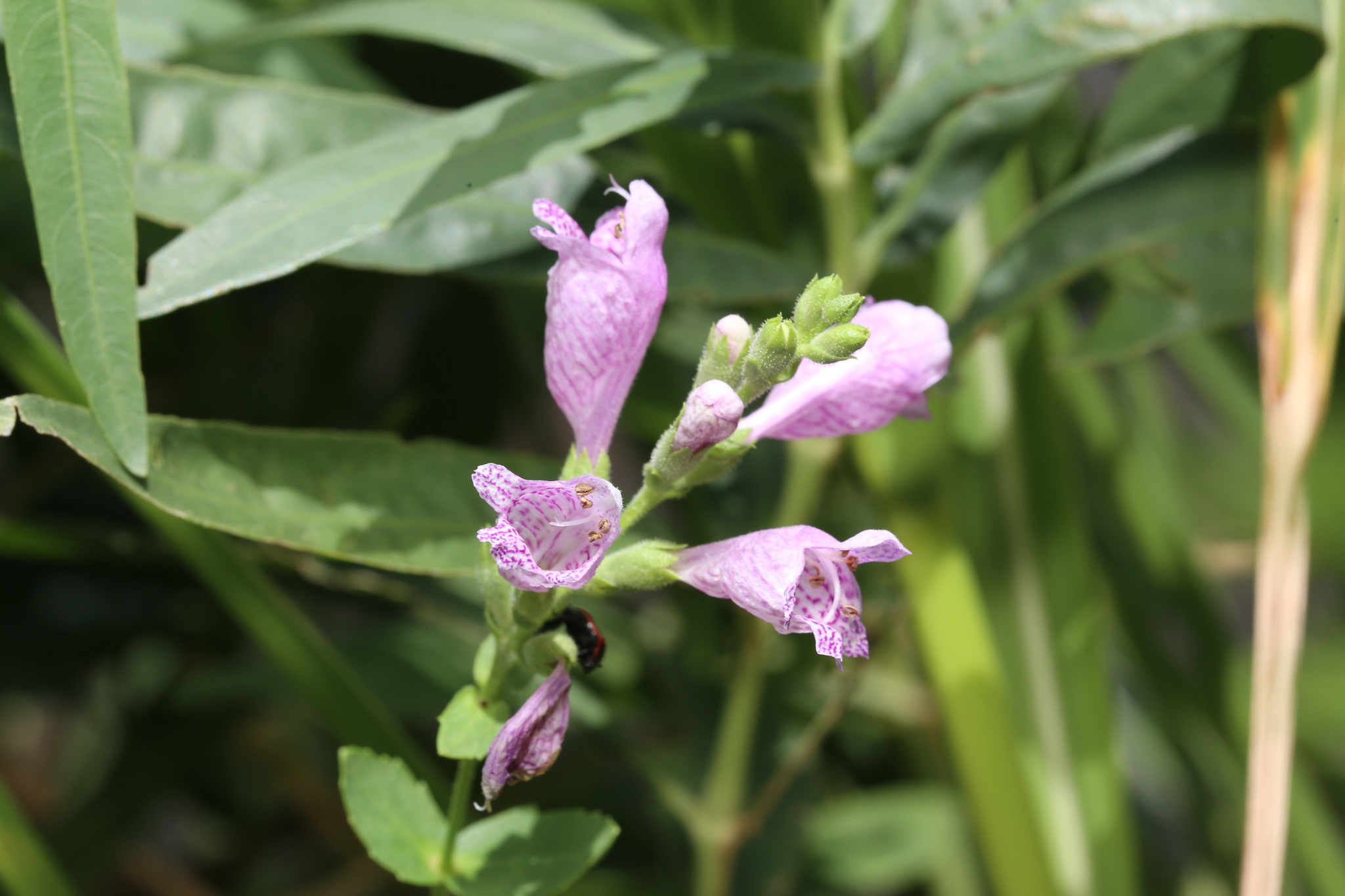 Correll's False Dragonhead (Physostegia correllii)