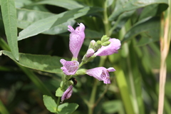 Physostegia correllii