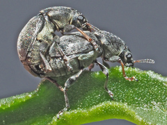 Bruchela suturalis