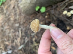 Psathyrella frustulenta