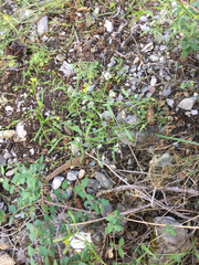 Sisymbrium linifolium