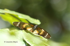 Pseudacraea lucretia expansa