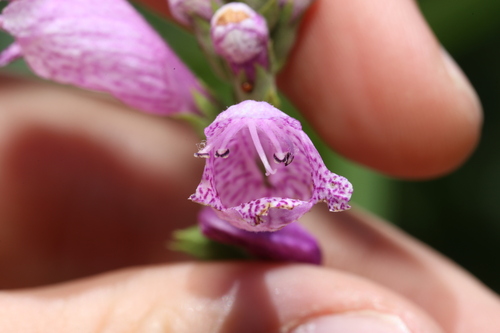 Physostegia correllii, photograph 2