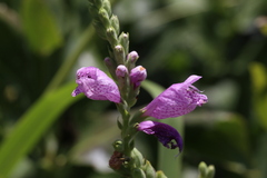 Physostegia correllii, photograph (c) Reid Hardin, some rights reserved (CC BY)
