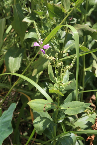 Physostegia correllii, photograph 3