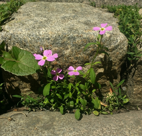 Image of Malcolmia maritima by (c) carnifex, some rights reserved (CC BY)