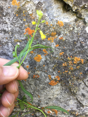 Sisymbrium linifolium