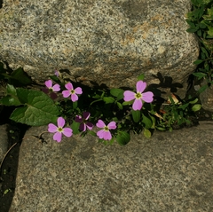 Malcolmia maritima