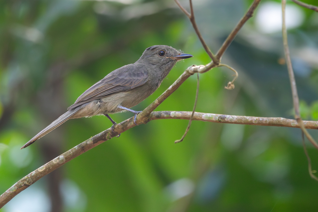 Screaming Piha photo
