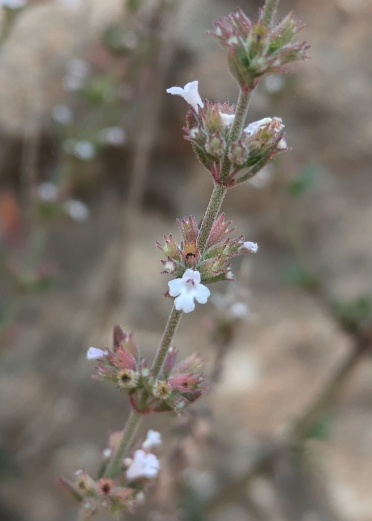 Micromeria arganietorum