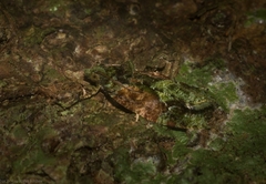 Sorolopha delochlora