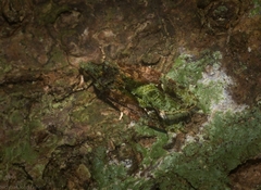 Sorolopha delochlora
