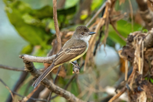 Short-crested Flycatcher