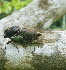 Neotibicen lyricen engelhardti