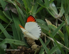 Colotis antevippe gavisa