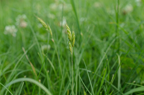 Bromus hordeaceus iNat (1)