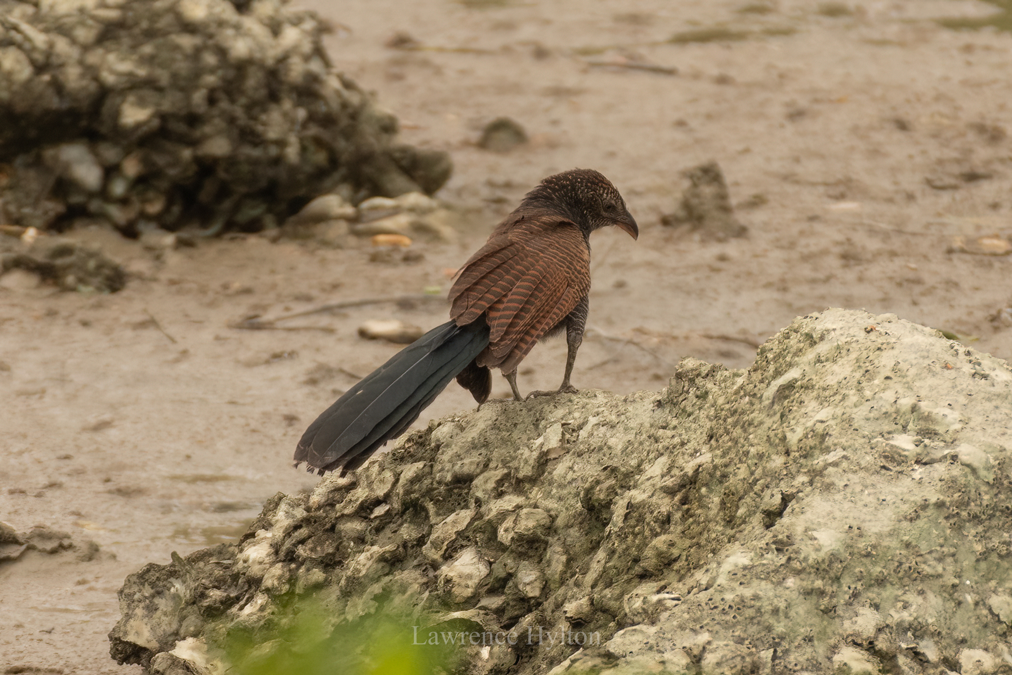 Greater Coucal