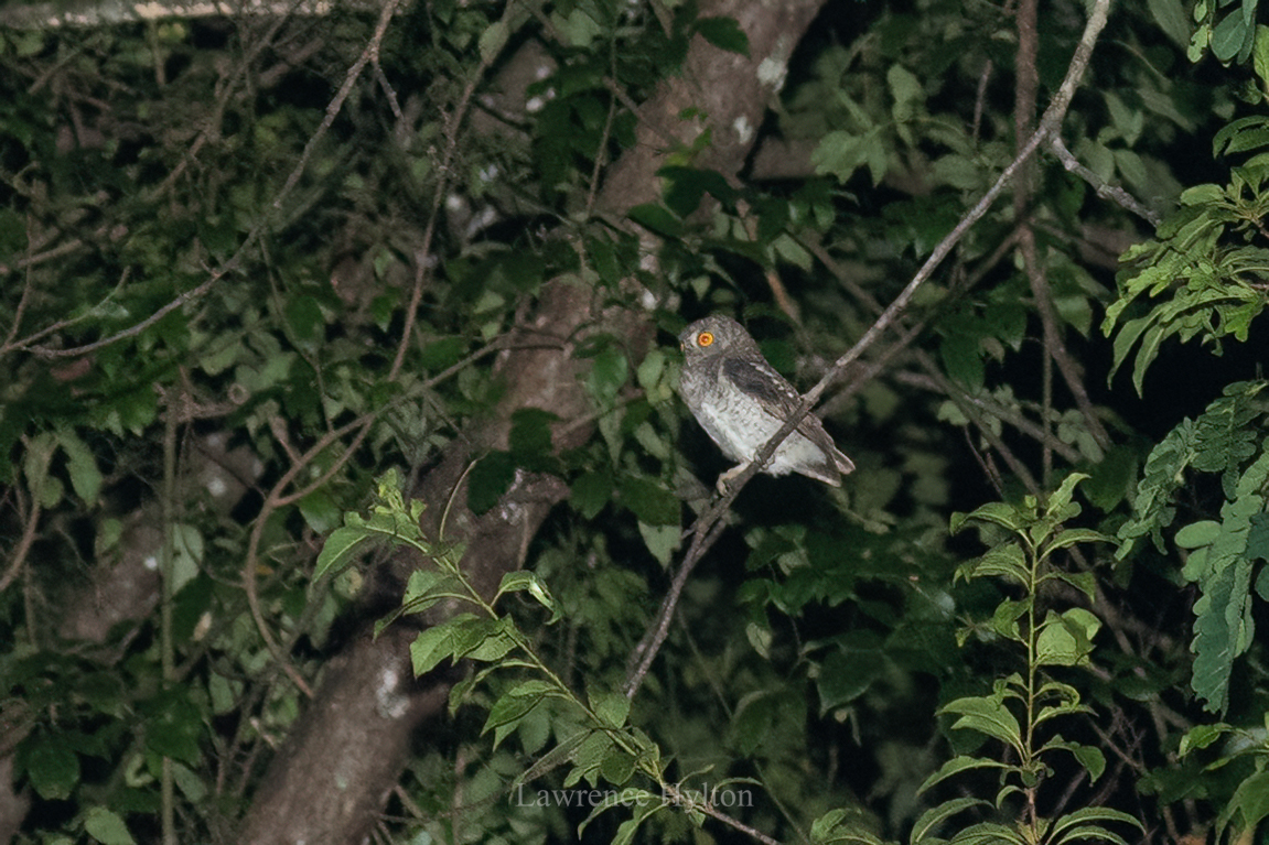 Oriental Scops Owl