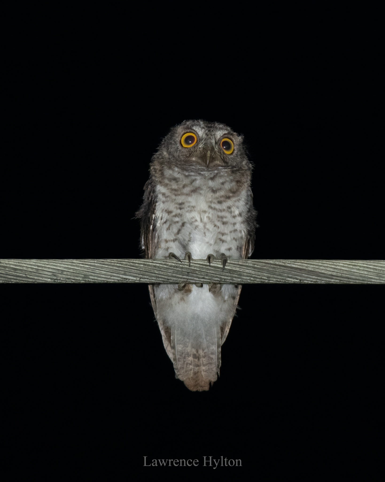 Oriental Scops Owl