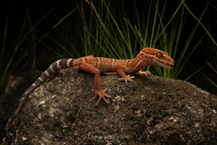 Nanling Leopard Gecko photo 5