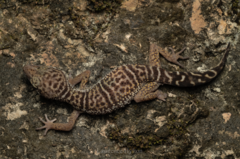 Nanling Leopard Gecko photo 3