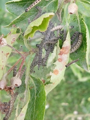 Yponomeuta malinellus