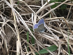 Plebejus samuelis