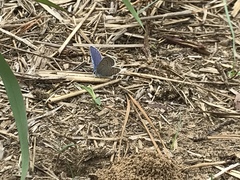 Plebejus samuelis
