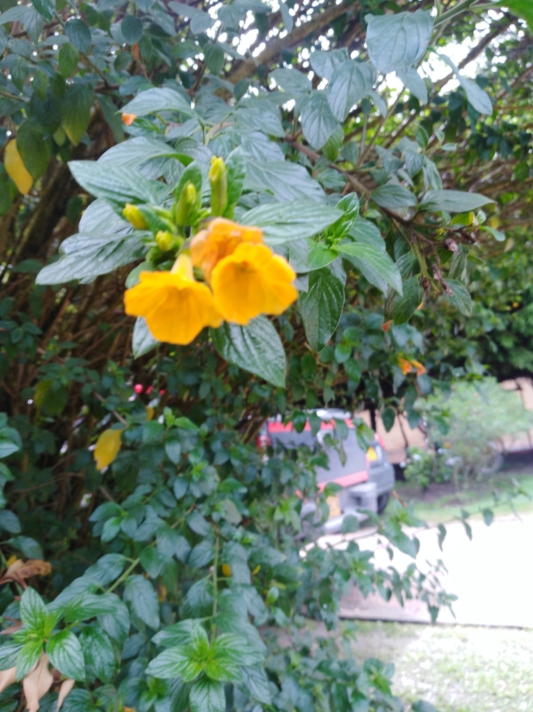 marmaladebush from Chía, Cundinamarca, Colombia on May 31, 2019 at 09