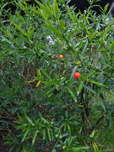 Solanum pseudocapsicum iNat (1)