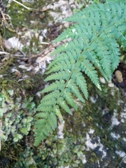 Dryopteris pallida