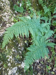 Dryopteris pallida