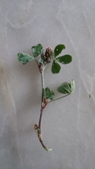 Trifolium striatum