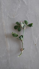 Trifolium striatum