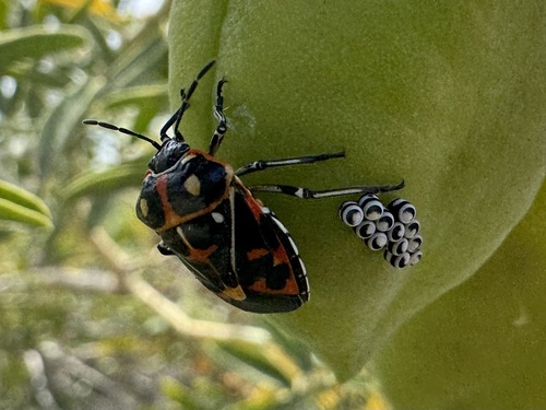 Harlequin Bug