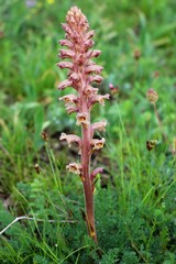 Orobanche alsatica
