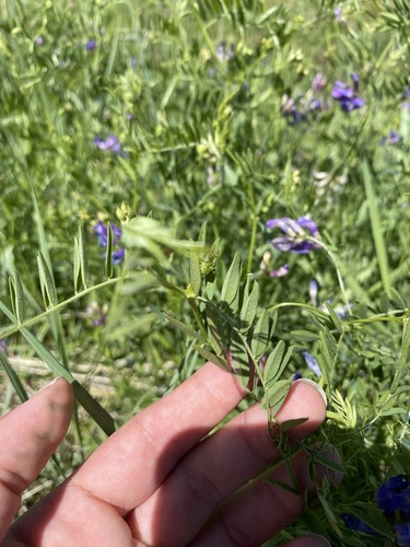 American Deervetch seedling
