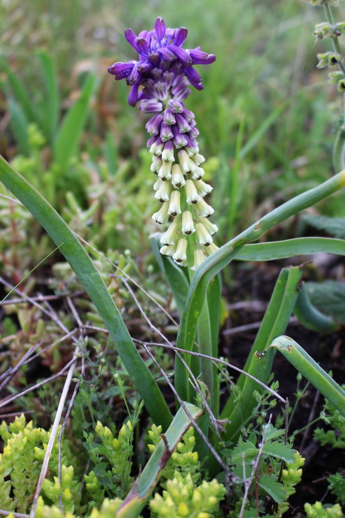 Fine-leaved grape hyacinth