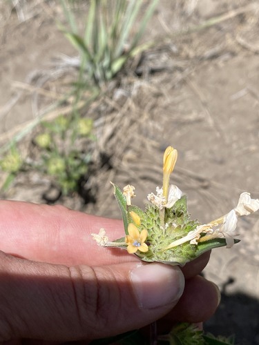 Large-flowered Collomia seedling