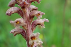 Orobanche alsatica