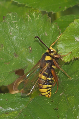 Sesia apiformis
