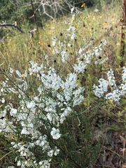 Polygonella americana