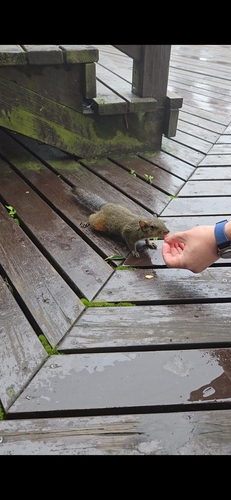 Red-hipped Squirrel