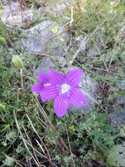 Campanula ramosissima