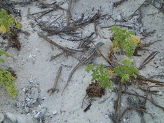 Sceloporus cozumelae