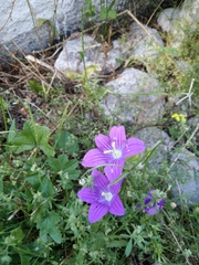Campanula ramosissima