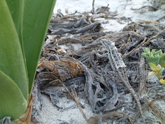 Sceloporus cozumelae