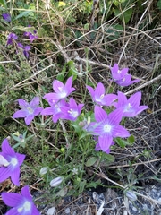 Campanula ramosissima
