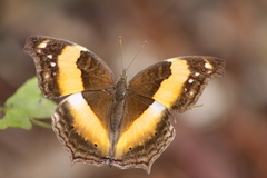 Yoma sabina
