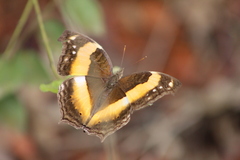 Yoma sabina